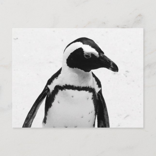 Carte Postale Pingouin noir et blanc (Devant)