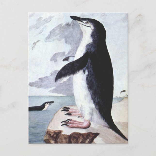 Carte Postale Pingouin vintage Chinstrap, Oiseaux de l'Antarctiq (Devant)