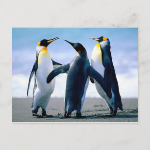 Carte Postale Pingouins