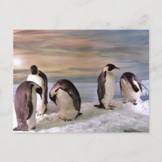 Carte Postale Pingouins