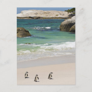 Carte Postale Pingouins à Boulders Beach, Simons Town, Sud 2