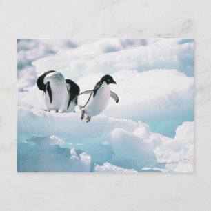 Carte Postale Pingouins d'Adelie (pygoscelis adeliae) Antarctiqu