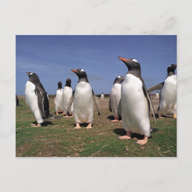 Carte Postale Pingouins de réunion (Devant)