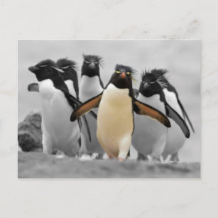 Carte Postale Pingouins de Rockhopper