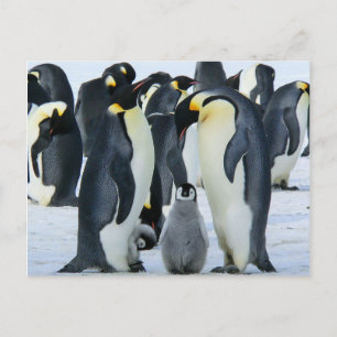Carte Postale Pingouins empereurs