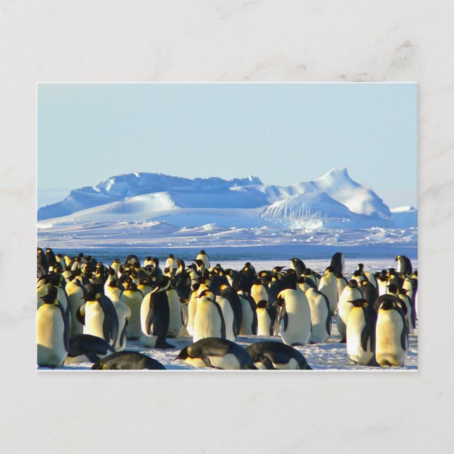 Carte Postale Pingouins empereurs (Devant)