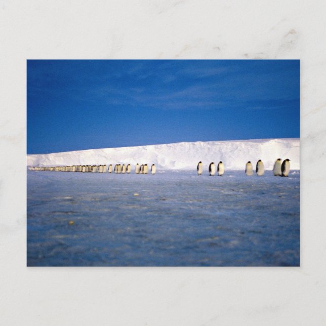 Carte Postale Pingouins empereurs au clair de lune, Antarctique (Devant)
