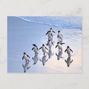 Carte Postale Pingouins en crête de retour de l'océan