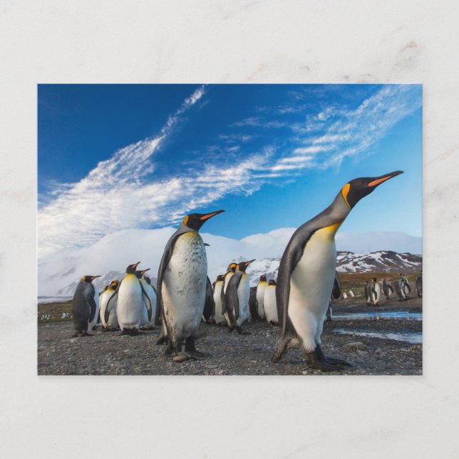 Carte Postale Pingouins - Géorgie du Sud et îles Sandwich du Sud (Devant)