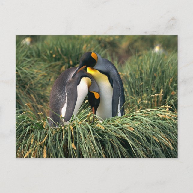 Carte Postale Pingouins roi étourdissant (Devant)