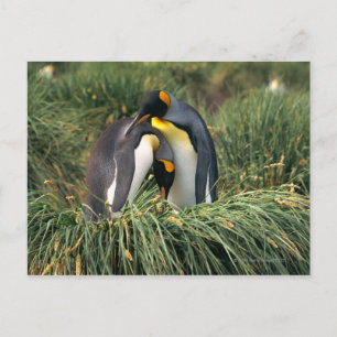 Carte Postale Pingouins roi étourdissant
