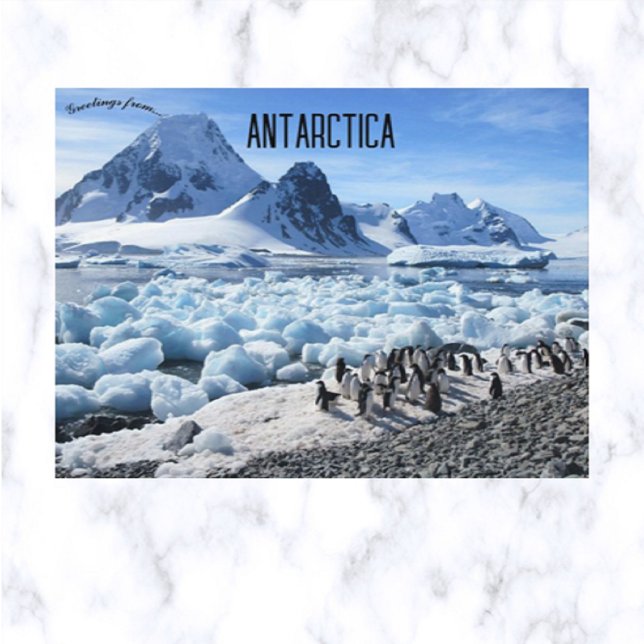 Carte Postale Pingouins sur Pourquoi Pas Island Antarctique (Créateur téléchargé)