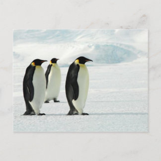 Carte Postale Pingouins trois