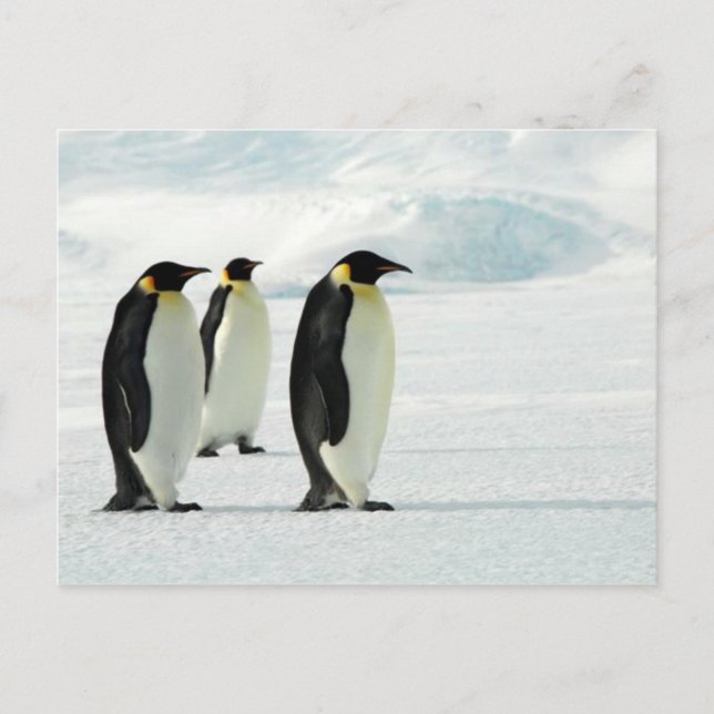 Carte Postale Pingouins trois (Devant)