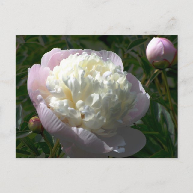 Carte postale Pink and Cream Peonies (Devant)