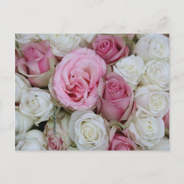 Carte Postale pink and white roses by therosegarden (Devant)