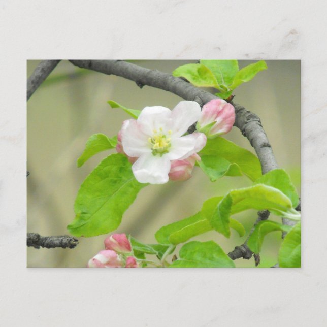 Carte Postale Pink Apple Blossom (Devant)