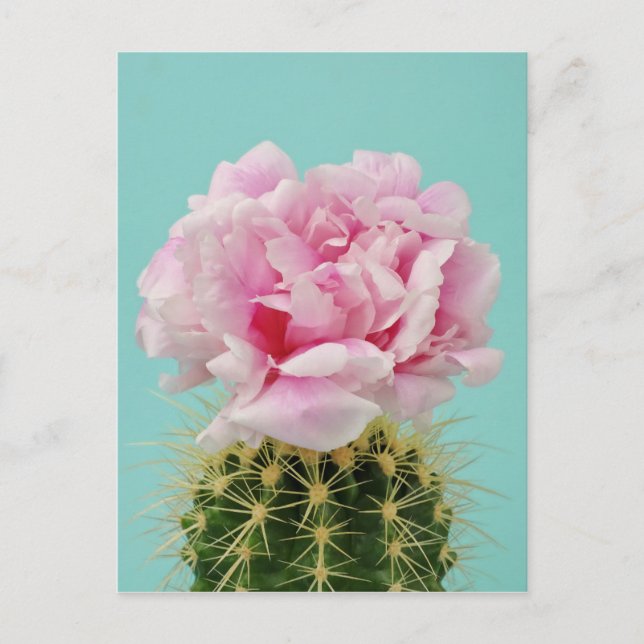 Carte Postale Pink Bloom Atop Spiky Cactus (Devant)