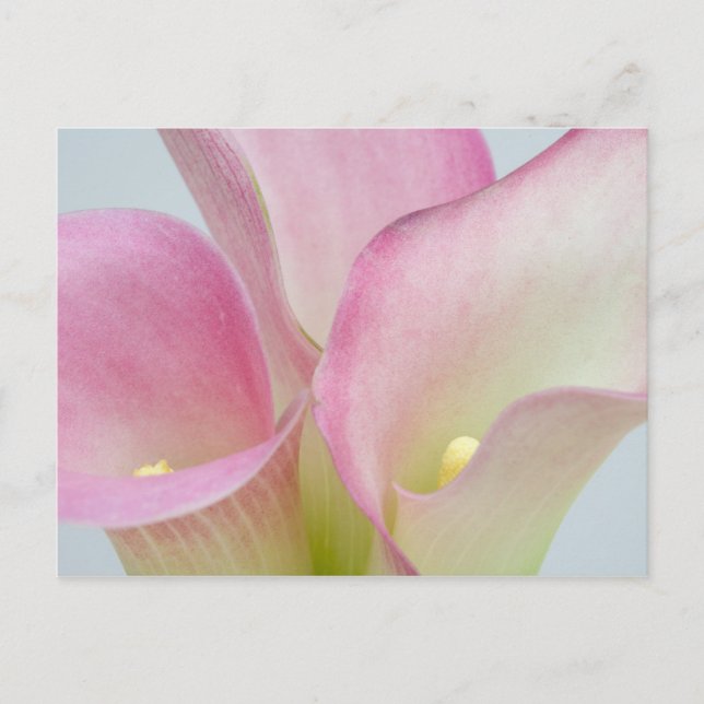 Carte Postale Pink Calla Lilies (Devant)