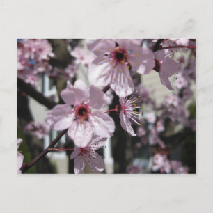 Carte Postale Pink Cherry Blossom Flowering Tree Post Card