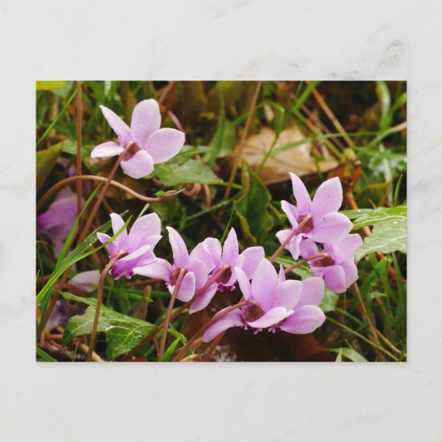 Carte postale Pink Cyclamen Flowers (Devant)