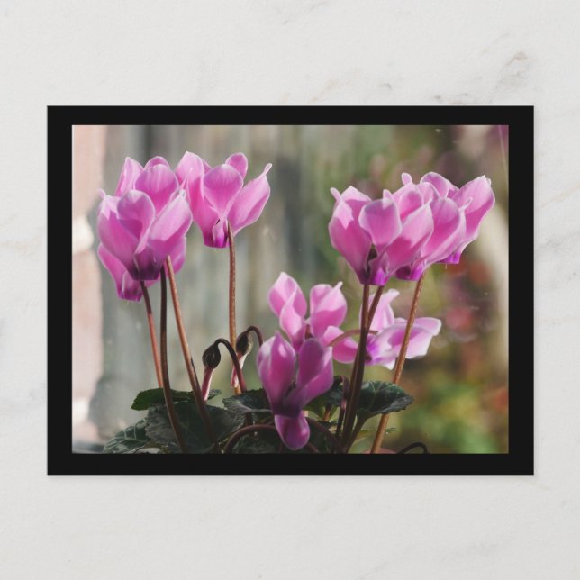 Carte postale Pink Cyclamen Flowers (Devant)