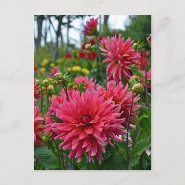Carte postale Pink dahlia garden (Devant)