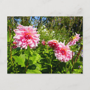 Carte Postale Pink Dahlias (Otto's Thrill)