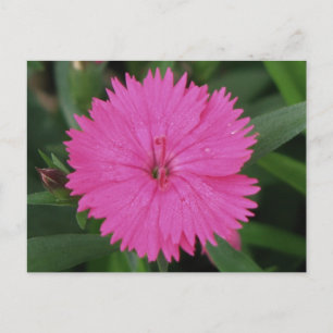 Carte Postale Pink Dianthus