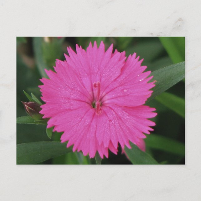 Carte Postale Pink Dianthus (Devant)