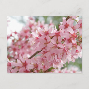 Carte Postale Pink Dogwoods