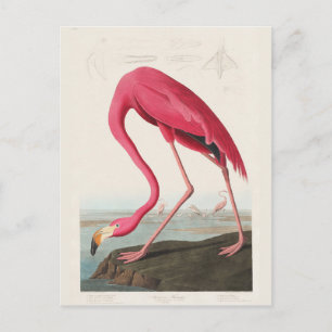 Carte Postale Pink Flamingo, Birds of America by J.J. Audubon