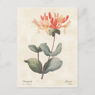 Carte Postale Pink Honeysuckle Vintage Botanical