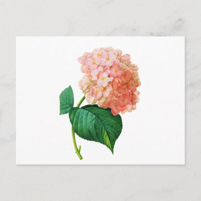Carte Postale Pink Hydrangea par Pierre Joseph Redoute (Devant)