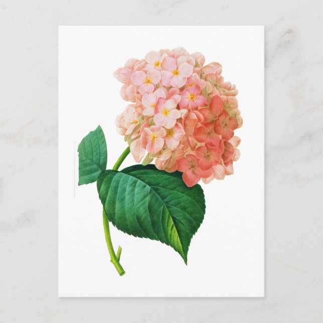 Carte Postale Pink Hydrangea par Pierre Joseph Redoute (Devant)