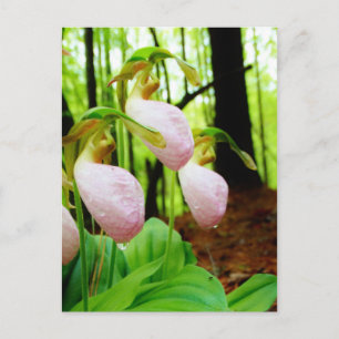 Carte Postale Pink Lady Slipper sauvage orchidée