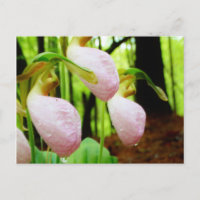 Pink Lady Slipper sauvage orchidée