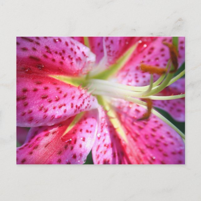 Carte Postale Pink Lily (Devant)