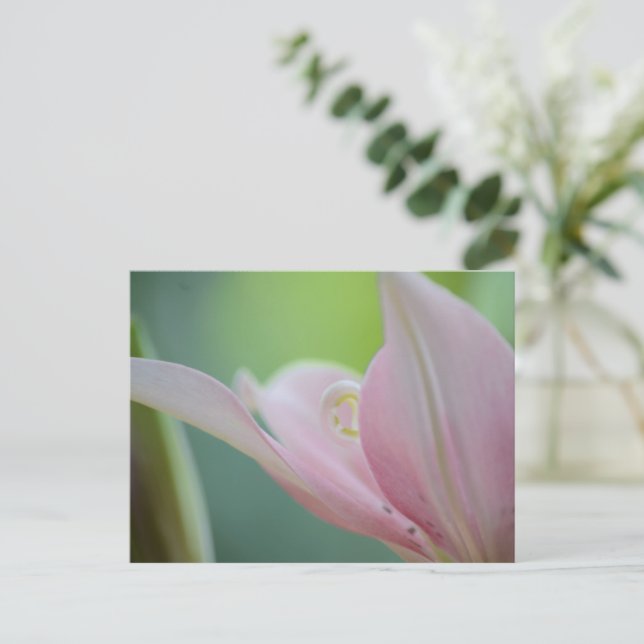 Carte Postale Pink Lily par Shirley Taylor (Debout devant)