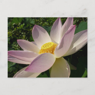 Carte Postale Pink Lotus Flower III Summer Floral