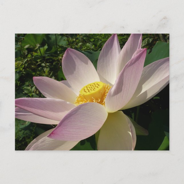 Carte Postale Pink Lotus Flower III Summer Floral (Devant)