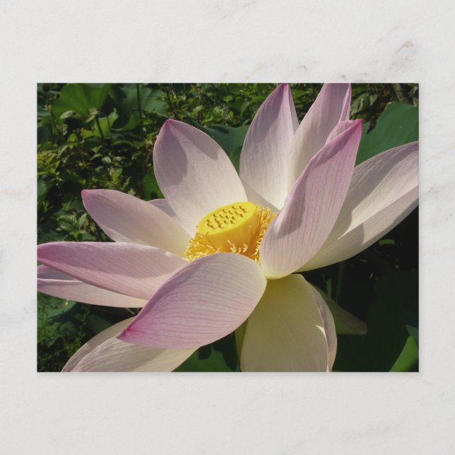 Carte Postale Pink Lotus Flower III Summer Floral (Devant)
