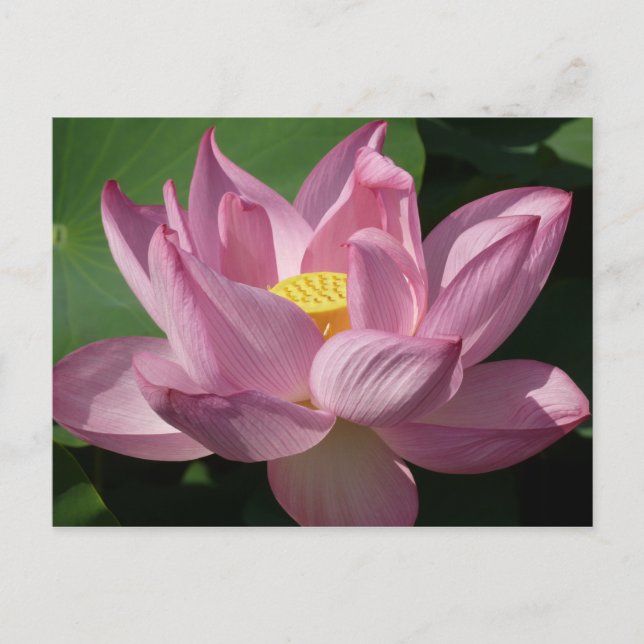 Carte Postale Pink Lotus Flower IV (Devant)