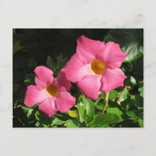 Carte Postale Pink Mandavilla Vine Fleurs