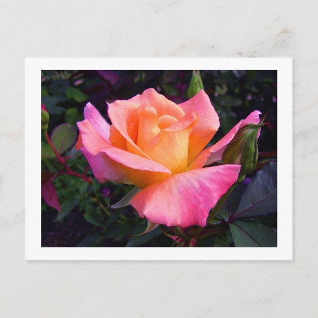 Carte Postale Pink Peach and Yellow Rose postcard (Devant)