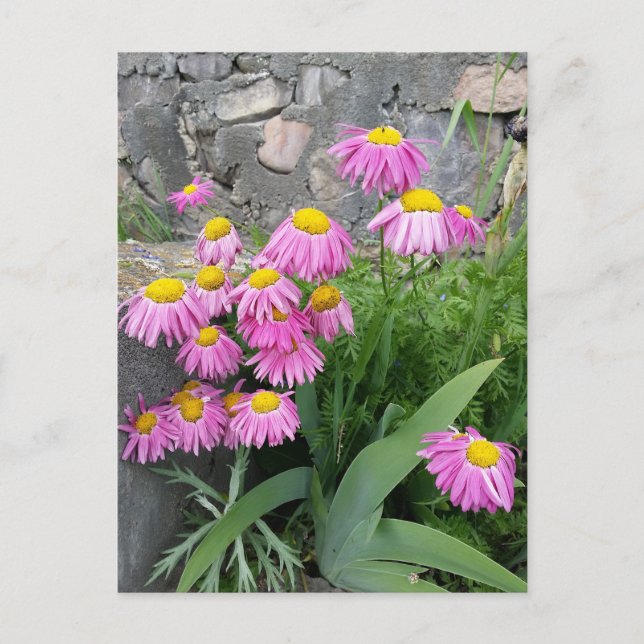 Carte Postale Pink Peint marguerite Fleurs Nature photographie (Devant)