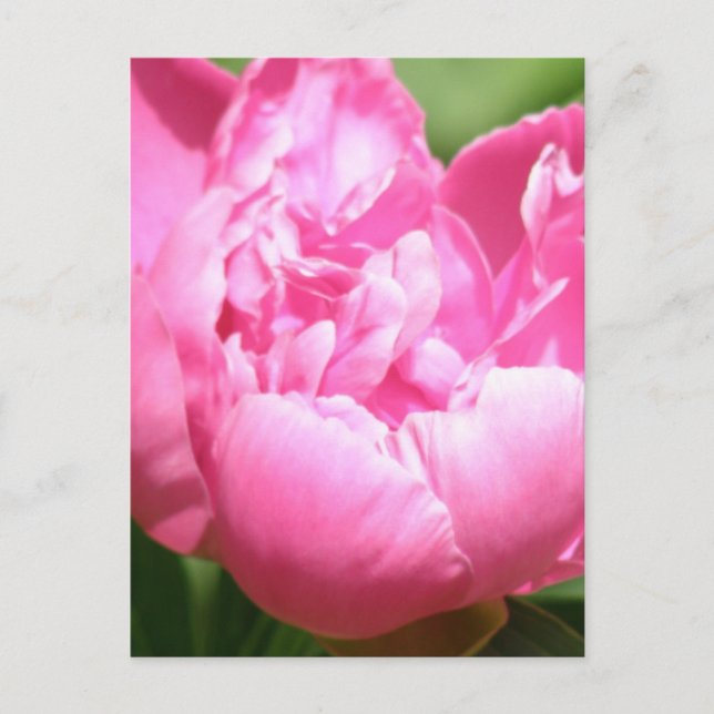 Carte postale Pink Peony (Devant)