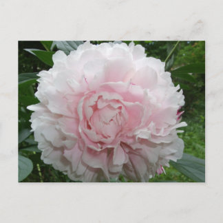 Carte postale Pink Peony