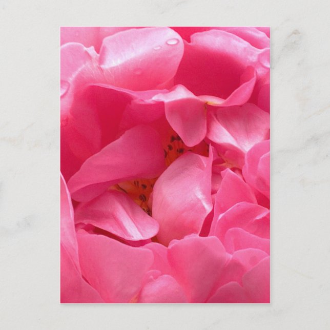 Carte postale Pink Peony (Devant)