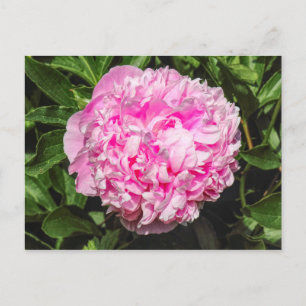 Carte Postale Pink Peony. Bute Park, Cardiff, Pays de Galles
